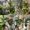 plant/Hoya CUTTING BUNDLE-0-thumbnail