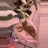 plant/Alocasia Pink Cuprea-1-thumbnail