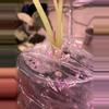 plant/Alocasia Pink Cuprea-3-thumbnail