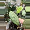 plant/Hoya Panggha Silver-2-thumbnail
