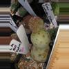 plant/Tephrocactus geometricus-0-thumbnail