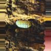 plant/10 ct magic potions isopods-0-thumbnail