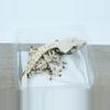 plant/Mm01 felix x prestige hold back male frost line-0-thumbnail