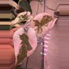 plant/Alocasia Pink Cuprea-0-thumbnail