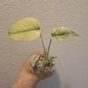plant/monstera mint 'White Monster'-0-thumbnail