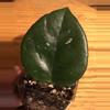 plant/Hoya Carnosa x Fungii cross-0-thumbnail