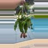plant/Nepenthes Alata (Pitcher plant)-0-thumbnail