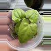 plant/Anthurium Circus Peanuts x Black Dress Clone seedling-0-thumbnail