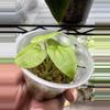plant/Anthurium Circus Peanuts x Black Dress Clone seedling-2-thumbnail