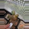 plant/Tephrocactus geometricus-3-thumbnail