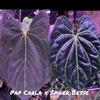 plant/Pap Carla x Spider Besseae-0-thumbnail