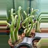 plant/4” Monkey Tail Cactus (White)-0-thumbnail