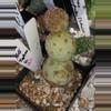 plant/Tephrocactus geometricus-1-thumbnail