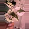 plant/Alocasia Pink Cuprea-2-thumbnail