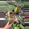 plant/Philodendron orange princess marble starter plant growers choice-0-thumbnail