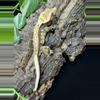 plant/#23 ThAt-2306, 40g-0-thumbnail