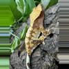 plant/#9 HubStar-2210, 40g-0-thumbnail