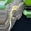 plant/#23 ThAt-2306, 40g-1-thumbnail