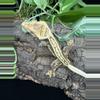 plant/#23 ThAt-2306, 40g-2-thumbnail