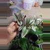 plant/Nanouk Tradescantia-0-thumbnail
