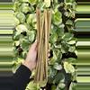 plant/12” Bamboo (10)-0-thumbnail