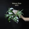 plant/Plarycerium Alcicorne Dwarf Grow Choice-0-thumbnail