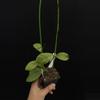 plant/8751 Hoya AH0001 (deykeae x chicken farm)-0-thumbnail
