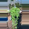 plant/PL235: Trailing Albo Heushie-0-thumbnail