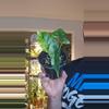 plant/FLASH DEAL (until 10/3) - Alocasia Dragon Scale Mint 4in-0-thumbnail