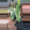 plant/PL253: Paraiso Verde Albo-0-thumbnail