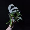 plant/Plarycerium Alcicorne Dwarf Grow Choice-1-thumbnail
