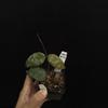 plant/8713 Hoya towutiensis fka caudata silver-0-thumbnail