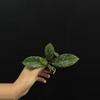 plant/8730 Hoya AH001 Vietnam splash-0-thumbnail