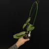 plant/8744 Hoya amoena-0-thumbnail