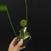 plant/8773 Hoya kenejiana albo-0-thumbnail