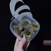 plant/Plarycerium Willinckii Fishbone Grow Choice-1-thumbnail