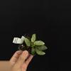 plant/8714 Hoya silver lady dy-0-thumbnail