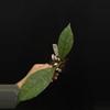 plant/8755 Hoya AH029-0-thumbnail