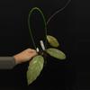 plant/8742 Hoya previously vitellinoides-0-thumbnail