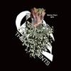 plant/Plarycerium Willinckii Asurada Grow Choice-0-thumbnail