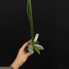 plant/8745 Hoya Wilbur graves Russia-0-thumbnail