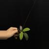 plant/8720 Hoya rintzii Borneo-0-thumbnail