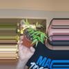 plant/Fern Begonia 4in-0-thumbnail