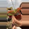 plant/Crassula Falcata red spot-0-thumbnail