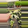 plant/Epipremnum Amplissum Albo 4in-0-thumbnail