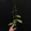 plant/8741 Hoya chicken farm-0-thumbnail