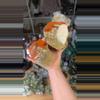 plant/Red Black Sea agate-0-thumbnail