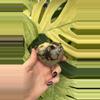 plant/PS-6268 Septarian carved Heart-1-thumbnail