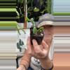 plant/Cactus Epiphyllum Fishbone 2”-0-thumbnail
