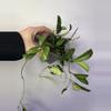 plant/162 Hoya Rosita-0-thumbnail